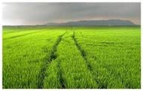 10,000 sqm rice field
