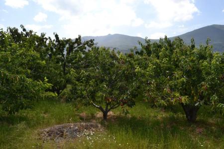 Finca rústica en venta en Navaconcejo.