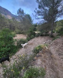 FINCA EN TÁRBENA, 10 mt2