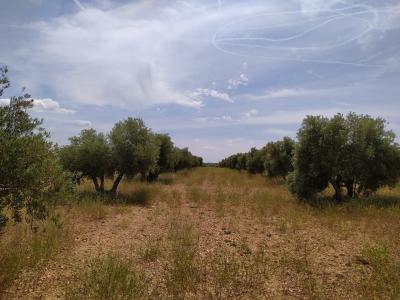 Se vende finca rustica destinada a olivo, la finca cuenta con 31.413 m2 En el paraje Las Peñuelas.