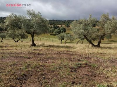finca de olivos con sondeo, 50 mt2