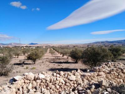 Parcela olivar en Caudete Palomares (Albacete)