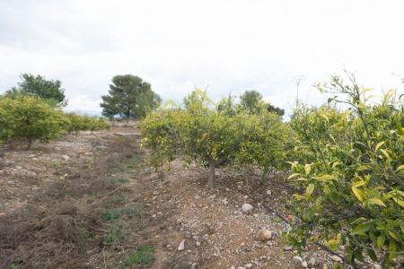 Ref. 03988 - Campo de naranjos en producción en Llíria