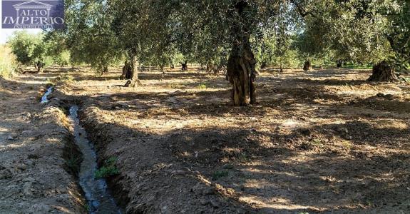 Venta de parcela rústica de olivos en Otura (Granada)