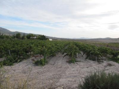 Parcela de 8888 m2 plantada de viña cabernet sauvignon en espaldera