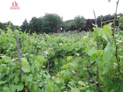 FINCA URBANIZABLE EN PEREIRO