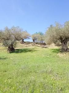 Terreno con olivos en un paraje idílico