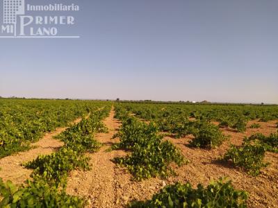 Se venden 2,7 hectareas de viña airen en la zona de Puente Castilla