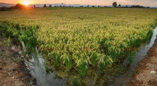 Terreno de arroz situado en la zona de la Maquineta. Superficie 5800