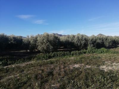 Terreno con oliveras