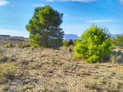 Se Vende Terreno Rustico en La Espejera - Monforte del cid (Alicante)
