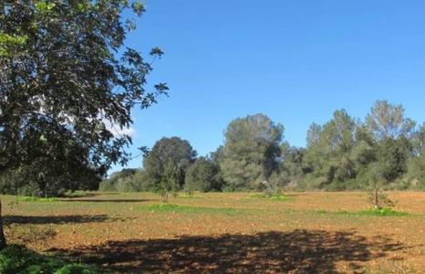 Finca edificable en Porreres rodeada de bosque