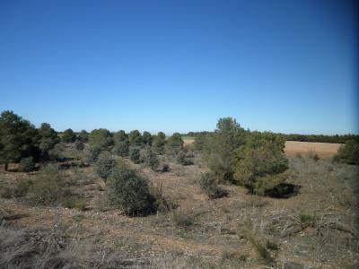Se venden 5 hectareas de terreno de reforestación en carretera de Munera.