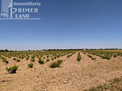 *Terreno en venta 2,5 fanegas de viña de secano en la Alavesa / paraje el Risco*