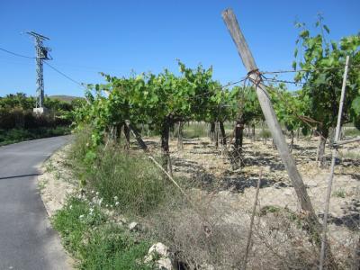 Parcela con viñedos