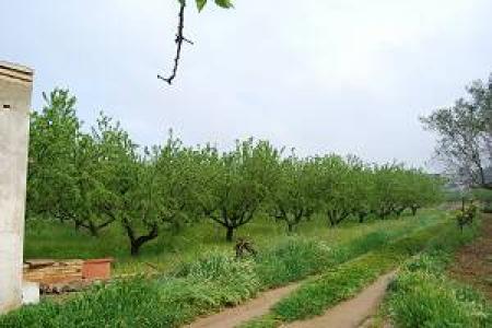 FINCA RUSTICA EN ZONA DE  REGADIO, PLANTADA DE ALMENDROS