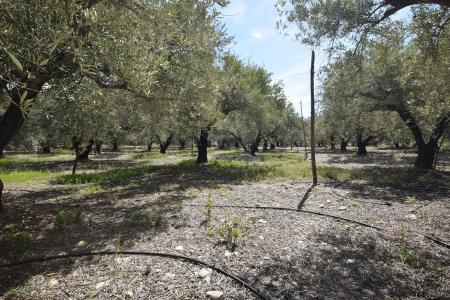 FINCA DE OLIVOS, ENTRADA DE DALIAS, 2 mt2