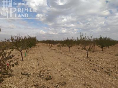 Se vende finca de 12 hectareas de riego de pozo en la zona de San Martin Tomelloso