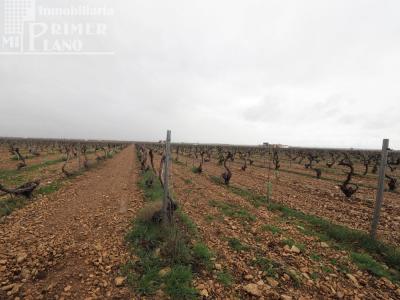 Se venden 8 hectareas de viña de emparrado con agua de pozo, 32767 mt2
