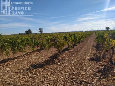 Se venden 14 hectareas de viña de emparrado en la zona de Cirujano / Sanchon